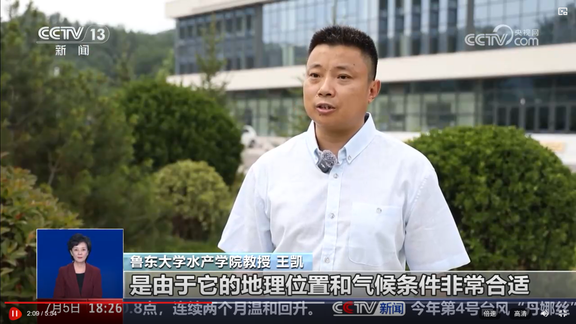 CCTV-13采访鲁东大学水产学院王凯教授——烟台海域遭浒苔侵袭 症结与出路何在